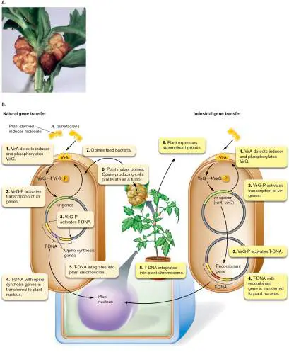 Figure from Chapter 18, Microbiology: An Evolving Science 6e