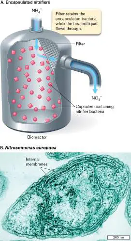 Figure from Chapter 18, Microbiology: An Evolving Science 6e