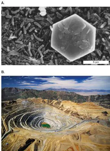 Figure from Chapter 18, Microbiology: An Evolving Science 6e