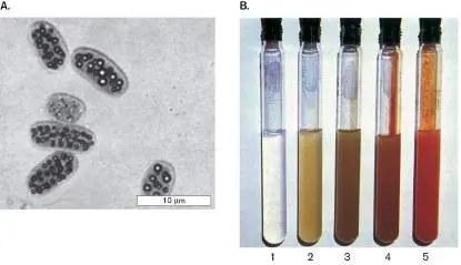 Figure from Chapter 18, Microbiology: An Evolving Science 6e