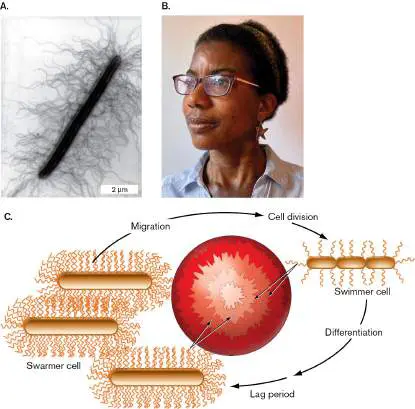 Figure from Chapter 18, Microbiology: An Evolving Science 6e
