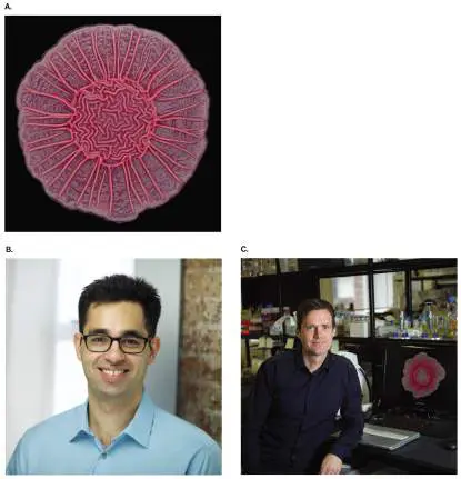 Figure from Chapter 18, Microbiology: An Evolving Science 6e