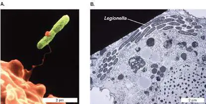 Figure from Chapter 18, Microbiology: An Evolving Science 6e