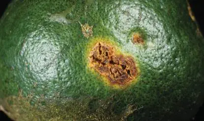 Figure from Chapter 18, Microbiology: An Evolving Science 6e