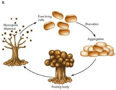 Figure from Chapter 18, Microbiology: An Evolving Science 6e