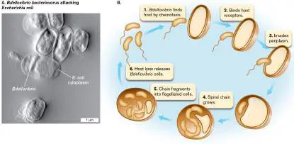 Figure from Chapter 18, Microbiology: An Evolving Science 6e