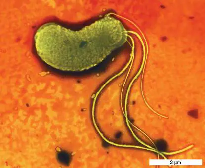 Figure from Chapter 18, Microbiology: An Evolving Science 6e