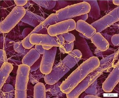 Figure from Chapter 18, Microbiology: An Evolving Science 6e