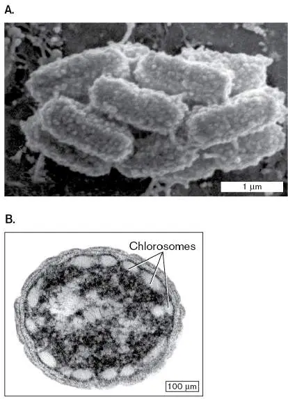 Figure from Chapter 18, Microbiology: An Evolving Science 6e
