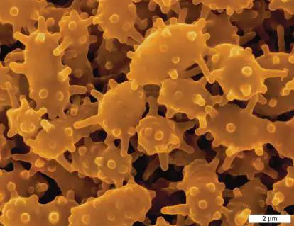 Figure from Chapter 18, Microbiology: An Evolving Science 6e