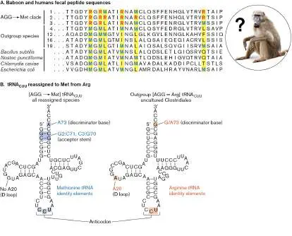 Figure from Chapter 18, Microbiology: An Evolving Science 6e