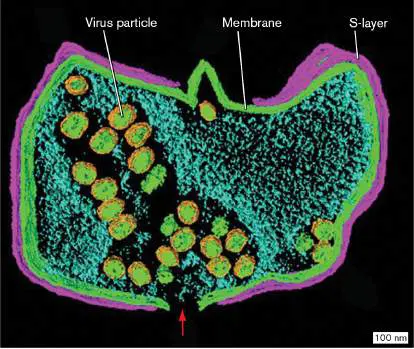 Figure from Chapter 19, Microbiology: An Evolving Science 6e