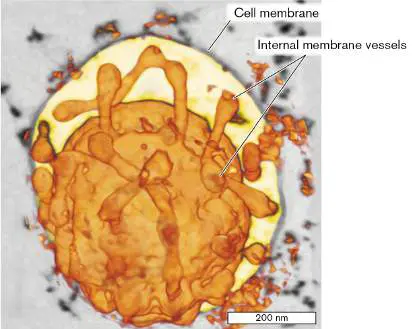 Figure from Chapter 19, Microbiology: An Evolving Science 6e