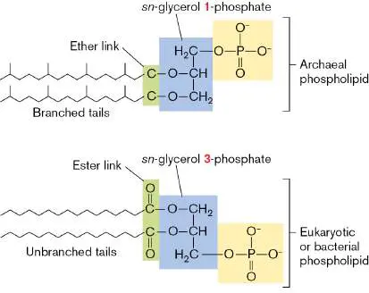 Figure from Chapter 19, Microbiology: An Evolving Science 6e