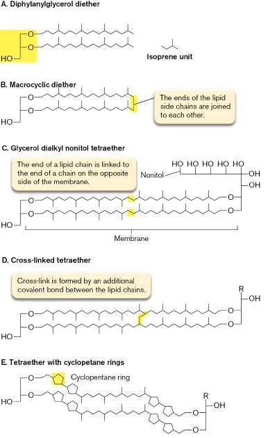 Figure from Chapter 19, Microbiology: An Evolving Science 6e
