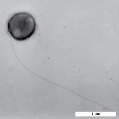 Figure from Chapter 19, Microbiology: An Evolving Science 6e