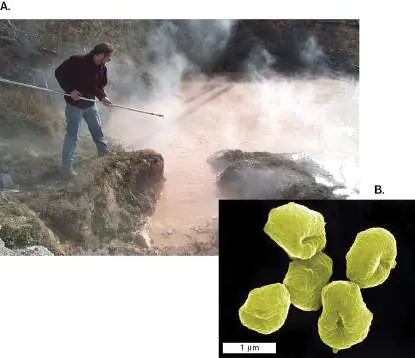 Figure from Chapter 19, Microbiology: An Evolving Science 6e