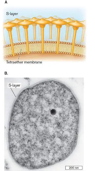 Figure from Chapter 19, Microbiology: An Evolving Science 6e