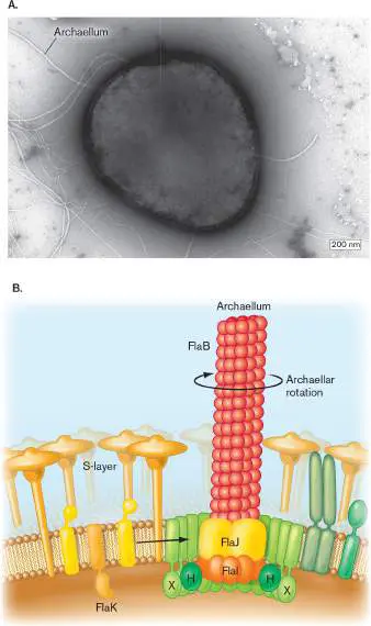 Figure from Chapter 19, Microbiology: An Evolving Science 6e