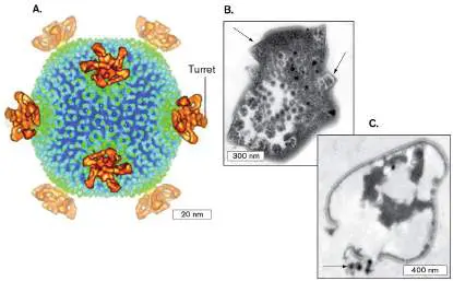Figure from Chapter 19, Microbiology: An Evolving Science 6e
