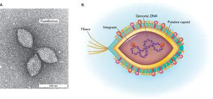 Figure from Chapter 19, Microbiology: An Evolving Science 6e