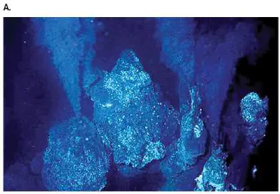 Figure from Chapter 19, Microbiology: An Evolving Science 6e