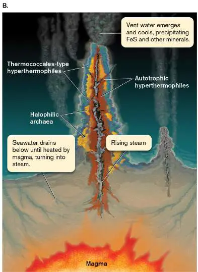 Figure from Chapter 19, Microbiology: An Evolving Science 6e