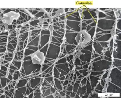 Figure from Chapter 19, Microbiology: An Evolving Science 6e