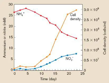 Figure from Chapter 19, Microbiology: An Evolving Science 6e