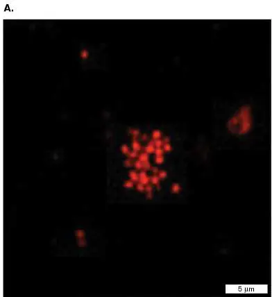 Figure from Chapter 19, Microbiology: An Evolving Science 6e
