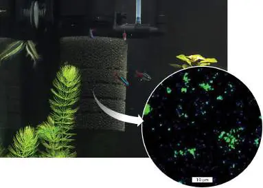 Figure from Chapter 19, Microbiology: An Evolving Science 6e