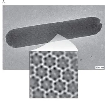 Figure from Chapter 19, Microbiology: An Evolving Science 6e