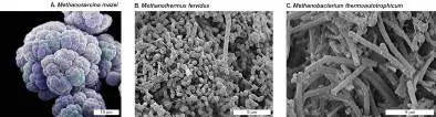 Figure from Chapter 19, Microbiology: An Evolving Science 6e