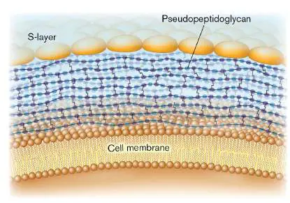 Figure from Chapter 19, Microbiology: An Evolving Science 6e