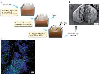 Figure from Chapter 19, Microbiology: An Evolving Science 6e