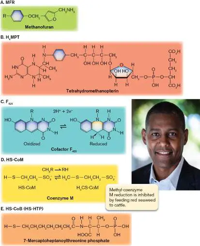 Figure from Chapter 19, Microbiology: An Evolving Science 6e