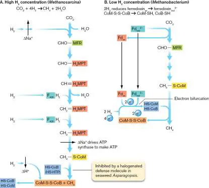 Figure from Chapter 19, Microbiology: An Evolving Science 6e
