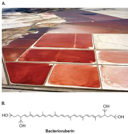 Figure from Chapter 19, Microbiology: An Evolving Science 6e