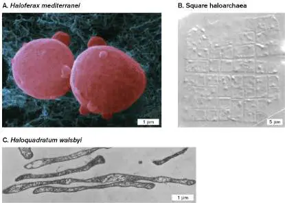 Figure from Chapter 19, Microbiology: An Evolving Science 6e