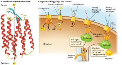 Figure from Chapter 19, Microbiology: An Evolving Science 6e