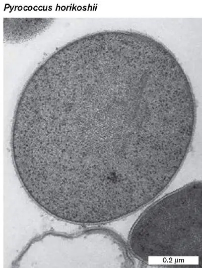 Figure from Chapter 19, Microbiology: An Evolving Science 6e