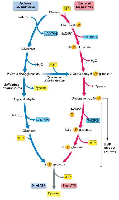 Figure from Chapter 19, Microbiology: An Evolving Science 6e