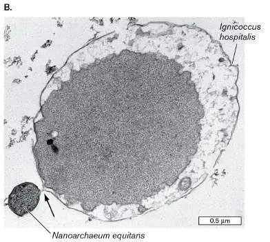 Figure from Chapter 19, Microbiology: An Evolving Science 6e