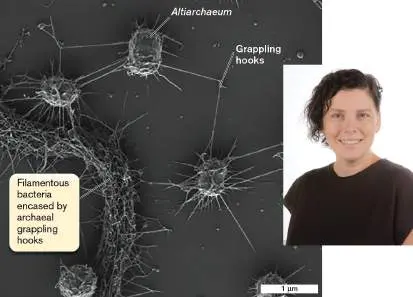 Figure from Chapter 19, Microbiology: An Evolving Science 6e