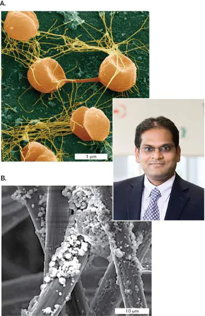 Figure from Chapter 19, Microbiology: An Evolving Science 6e