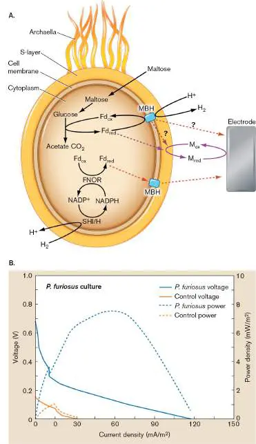 Figure from Chapter 19, Microbiology: An Evolving Science 6e