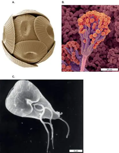 Figure from Chapter 20, Microbiology: An Evolving Science 6e
