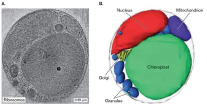 Figure from Chapter 20, Microbiology: An Evolving Science 6e
