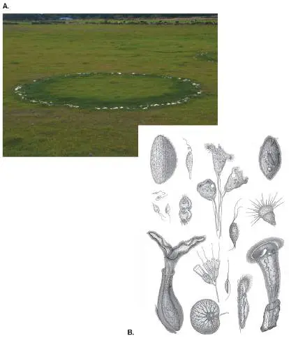 Figure from Chapter 20, Microbiology: An Evolving Science 6e