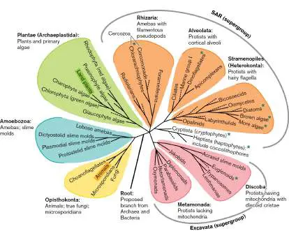 Figure from Chapter 20, Microbiology: An Evolving Science 6e